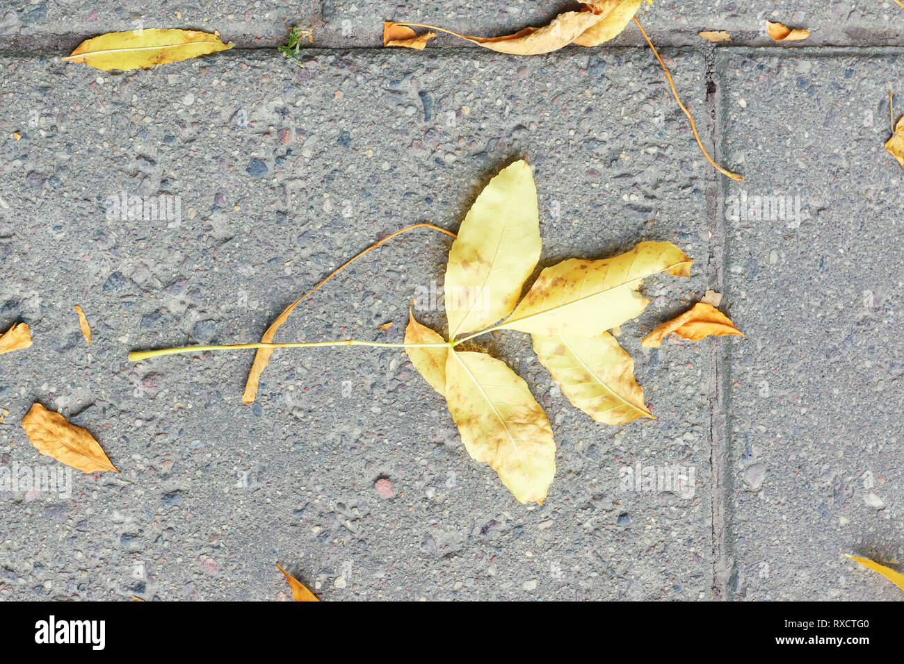 autumn yellow leaf fell to the ground Stock Photo - Alamy