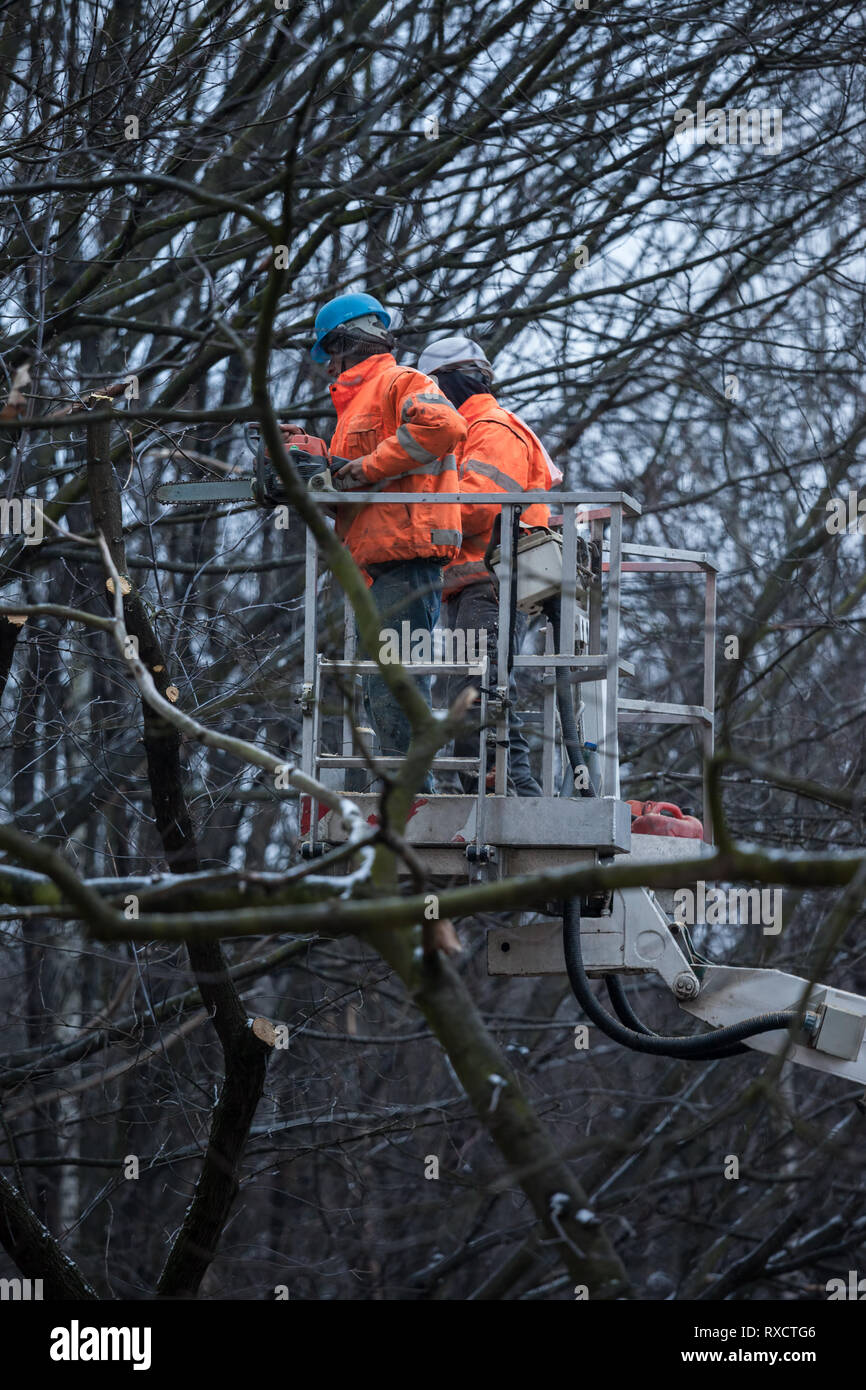 Two workers with a chainsaw on a crane platform cutting down a tree branches in forest park Stock Photo