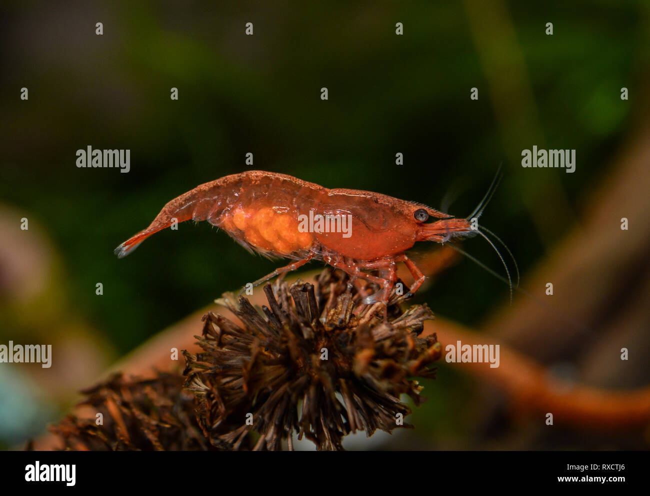 Neocaridina Shrimp in aquarium Stock Photo