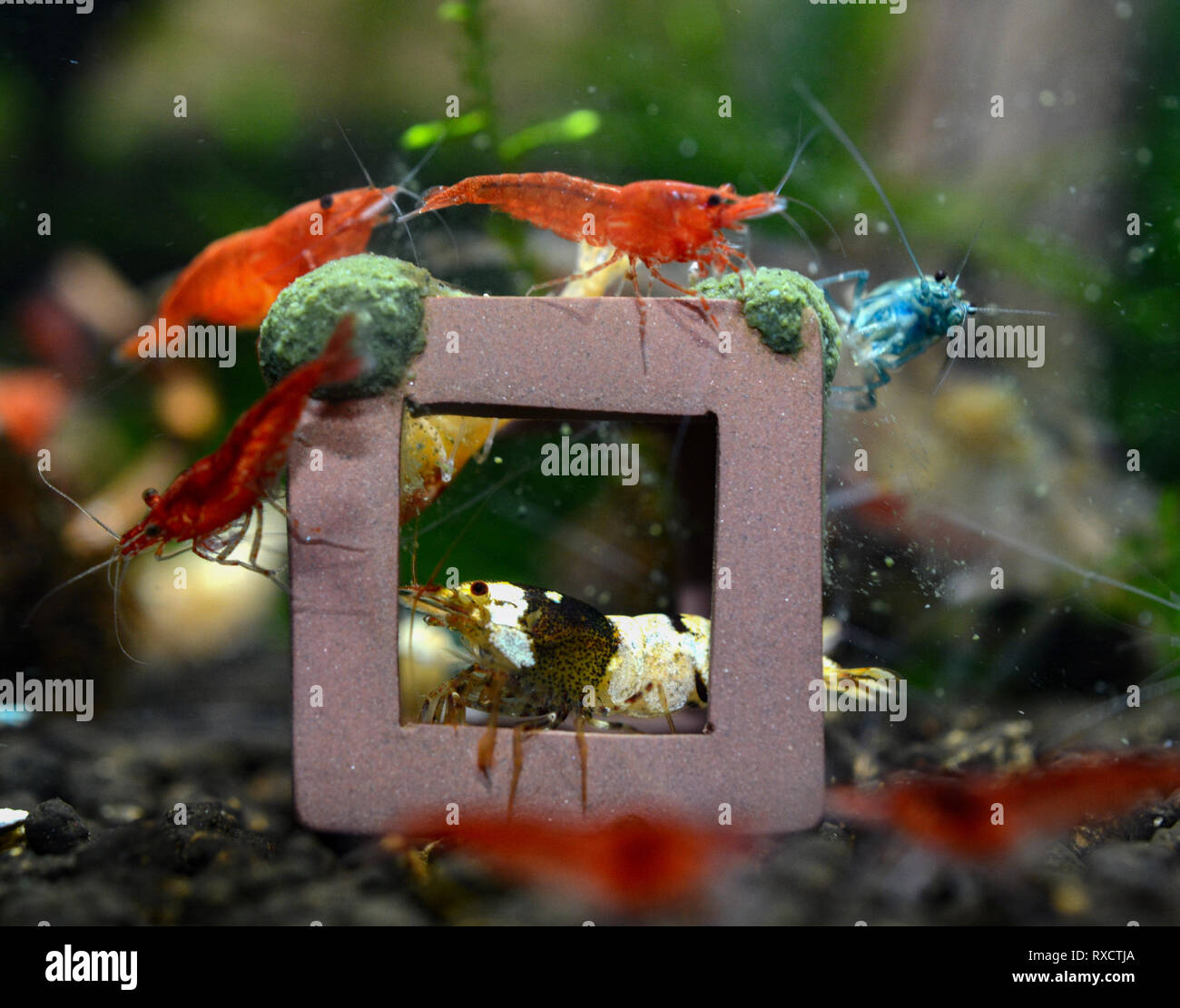 Group of neocardina shrimp feeding Stock Photo