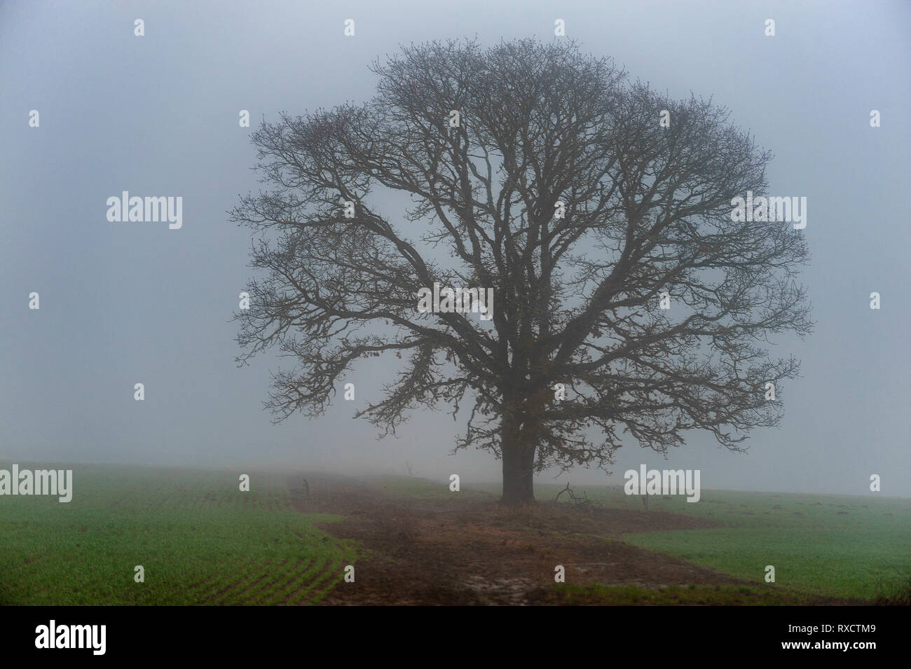 A lone oak stands proud in a field of winter ground cover as fog shrouds the sky. Stock Photo