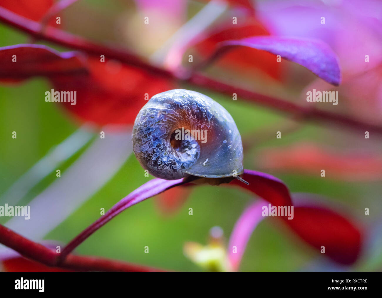 Ramshorn  snail on Ludwigia super red plant Stock Photo