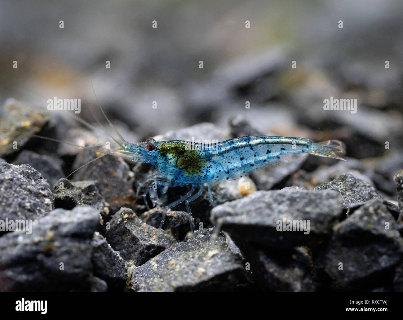 Caridina shrimp in aquarium Stock Photo