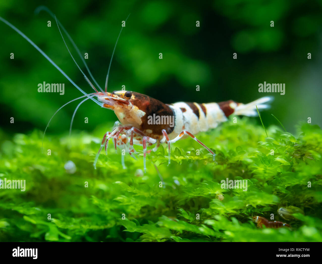 Caridina shrimp in aquarium Stock Photo