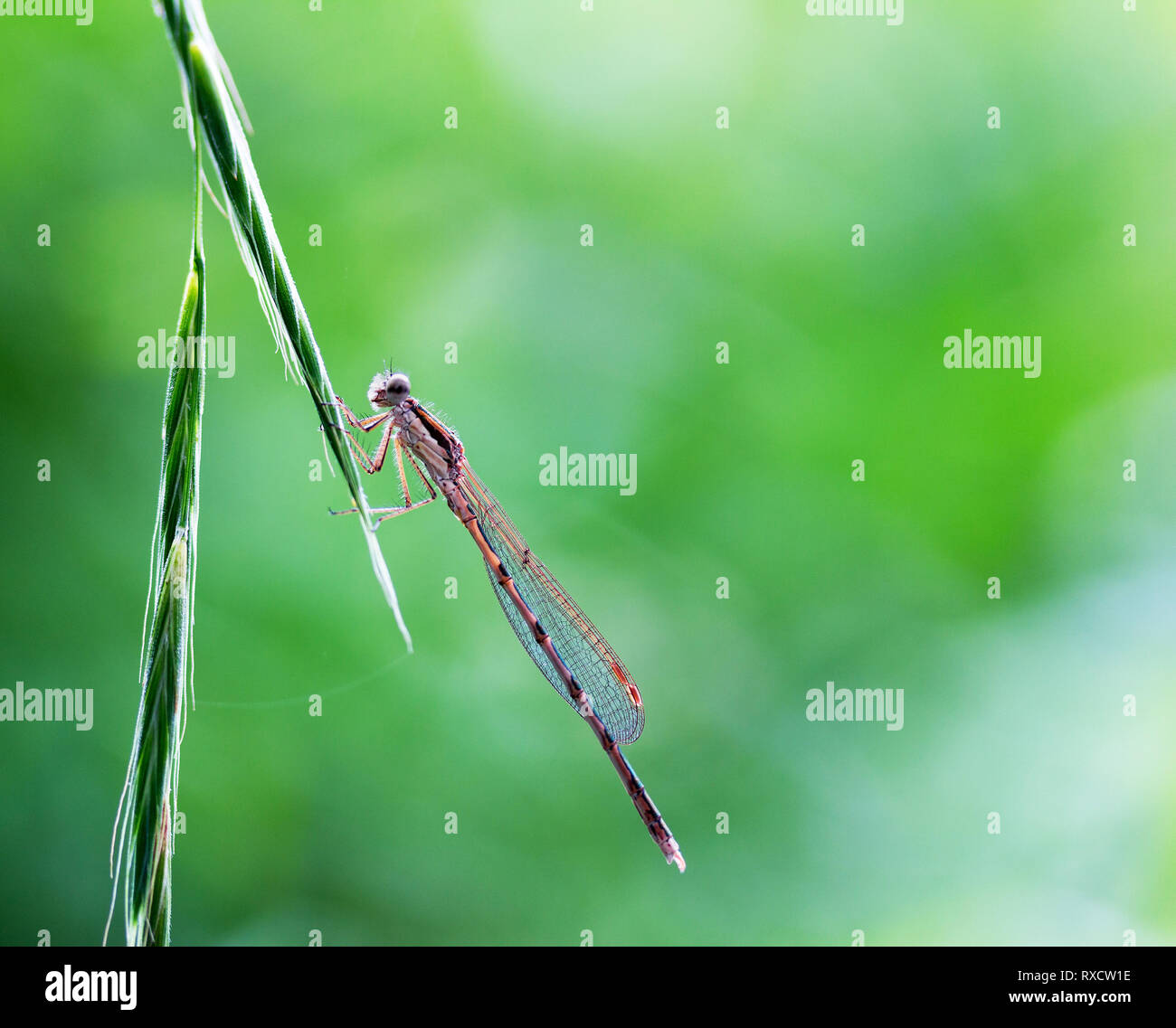 macro photo of the dragonfly sitting on a blade of grass on a natural ...