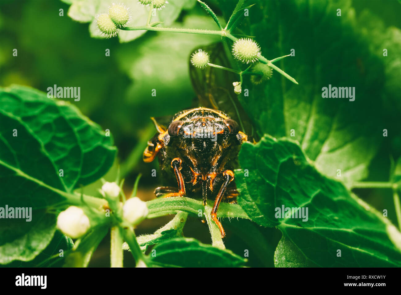 macro photo of an insect of the Cicada emits unpleasant sound in their ...