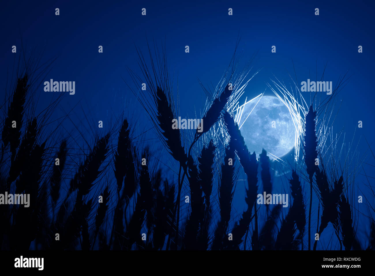 Silhouetts wheat in background of full moon, night agricultural landscape Stock Photo