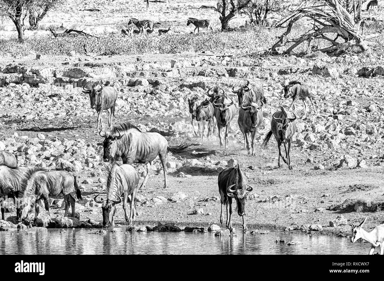 Blue wildebeest, Connochaetes taurinus, also called a white-bearded wildebeest or brindled gnu, drinking water at a waterhole in Northern Namibia. Mon Stock Photo