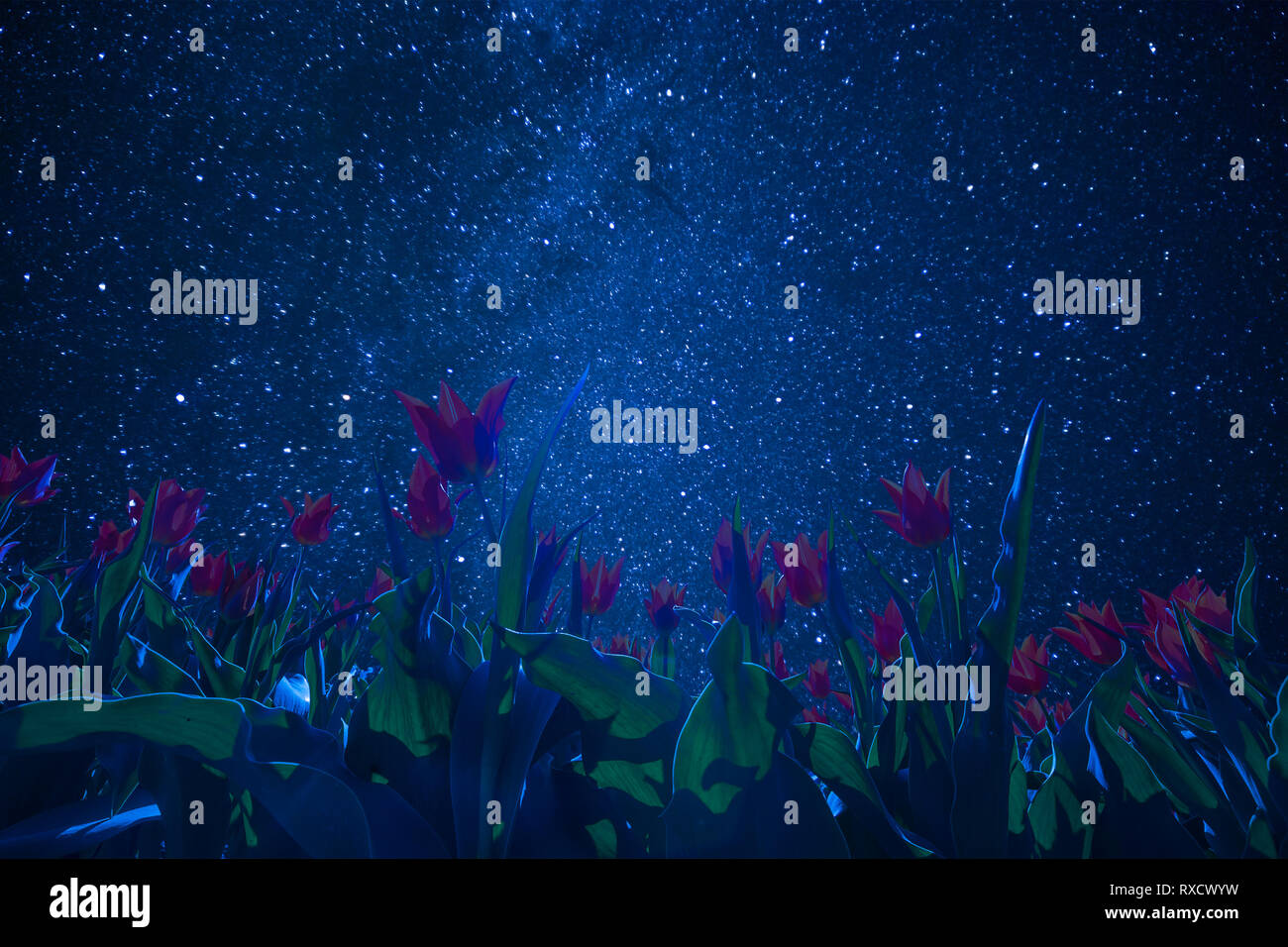 Night landscape with many stars in dark sky and field of tulip flowers, milky way and constellations. Stock Photo