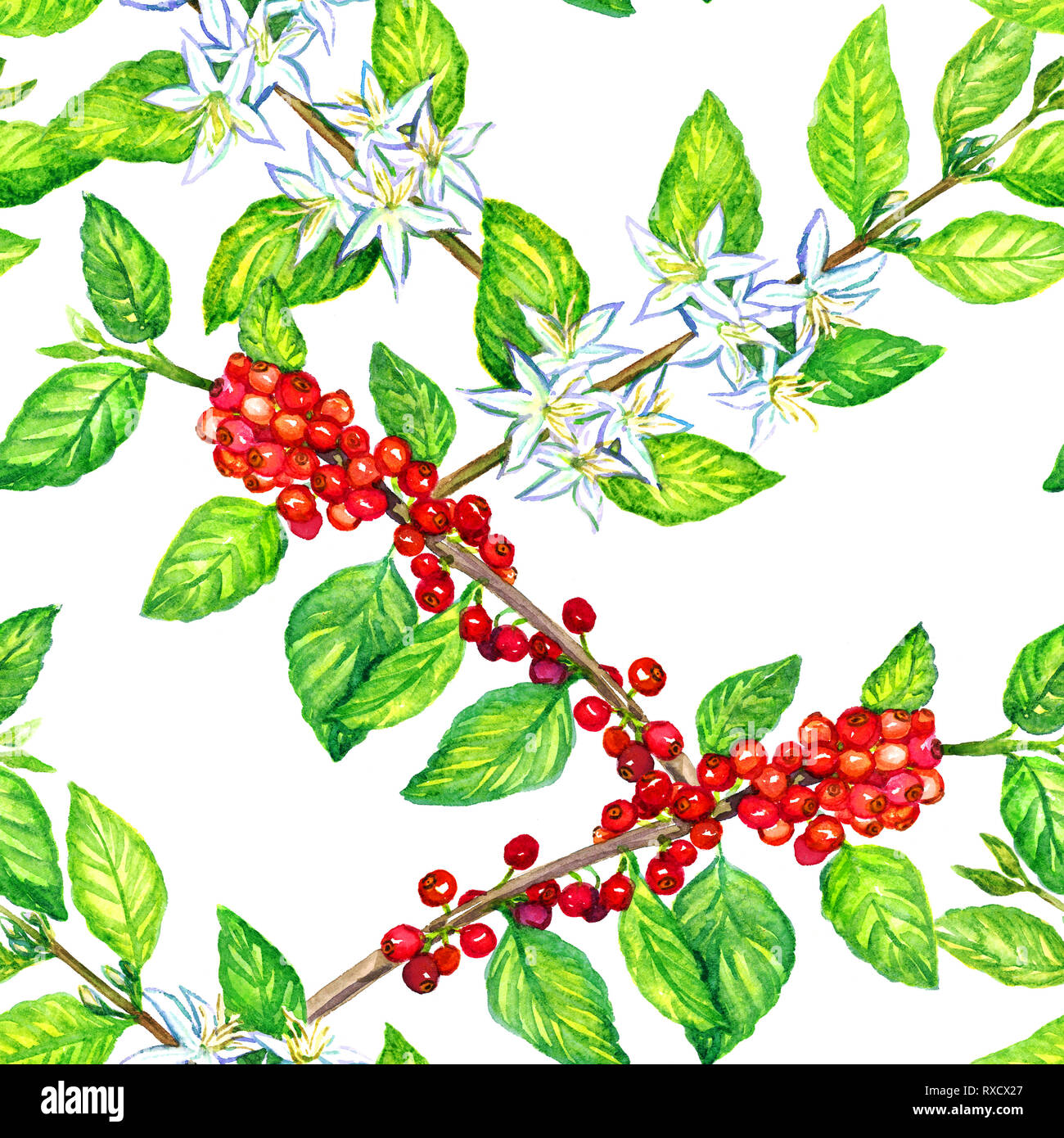 Coffee branch with flowers and fruits, seamless pattern design, hand ...