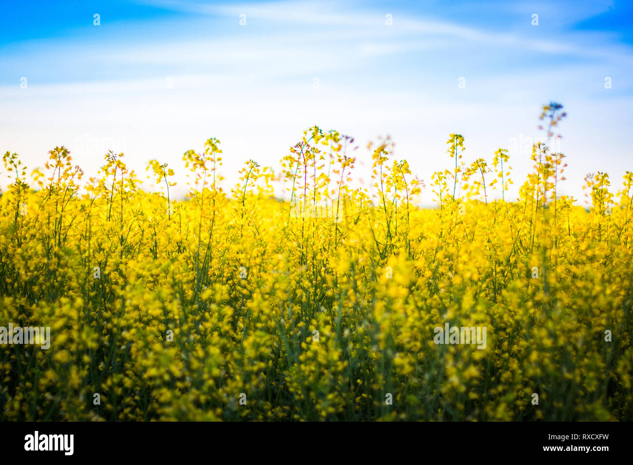 Summer Field of Rape Stock Photo - Alamy