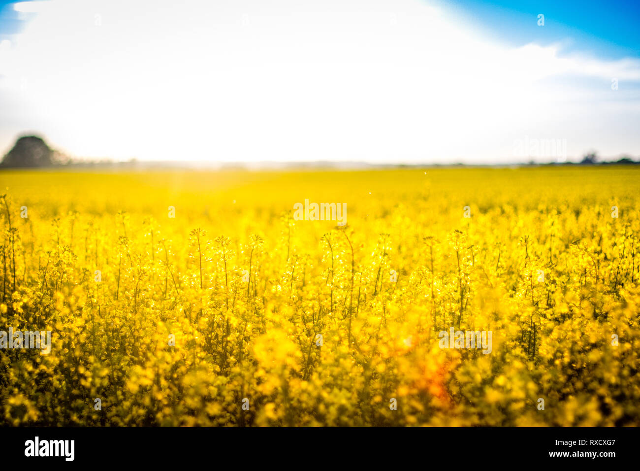 Summer Field of Rape Stock Photo - Alamy