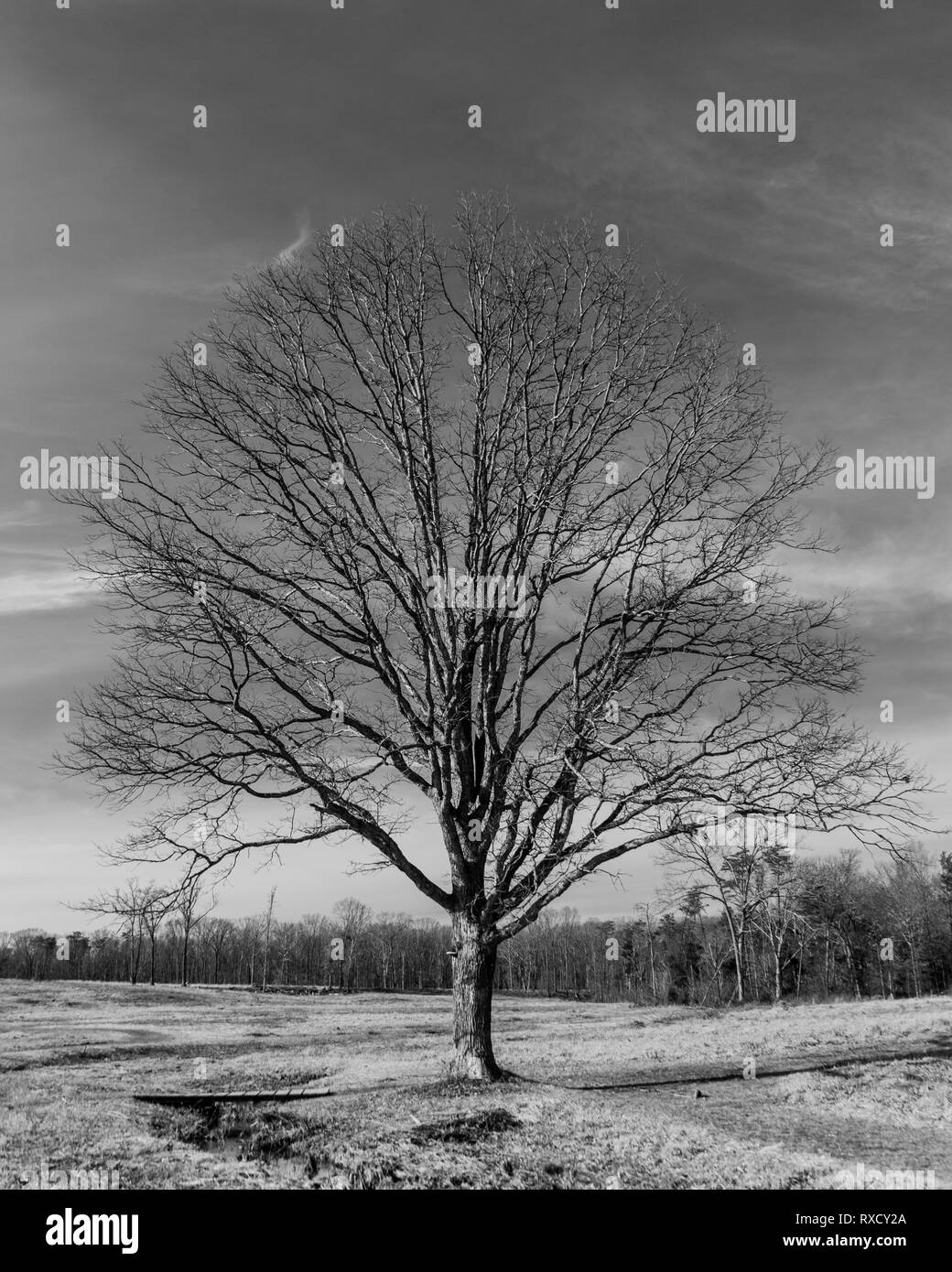 Lone Tree Black and White with bridge Stock Photo - Alamy