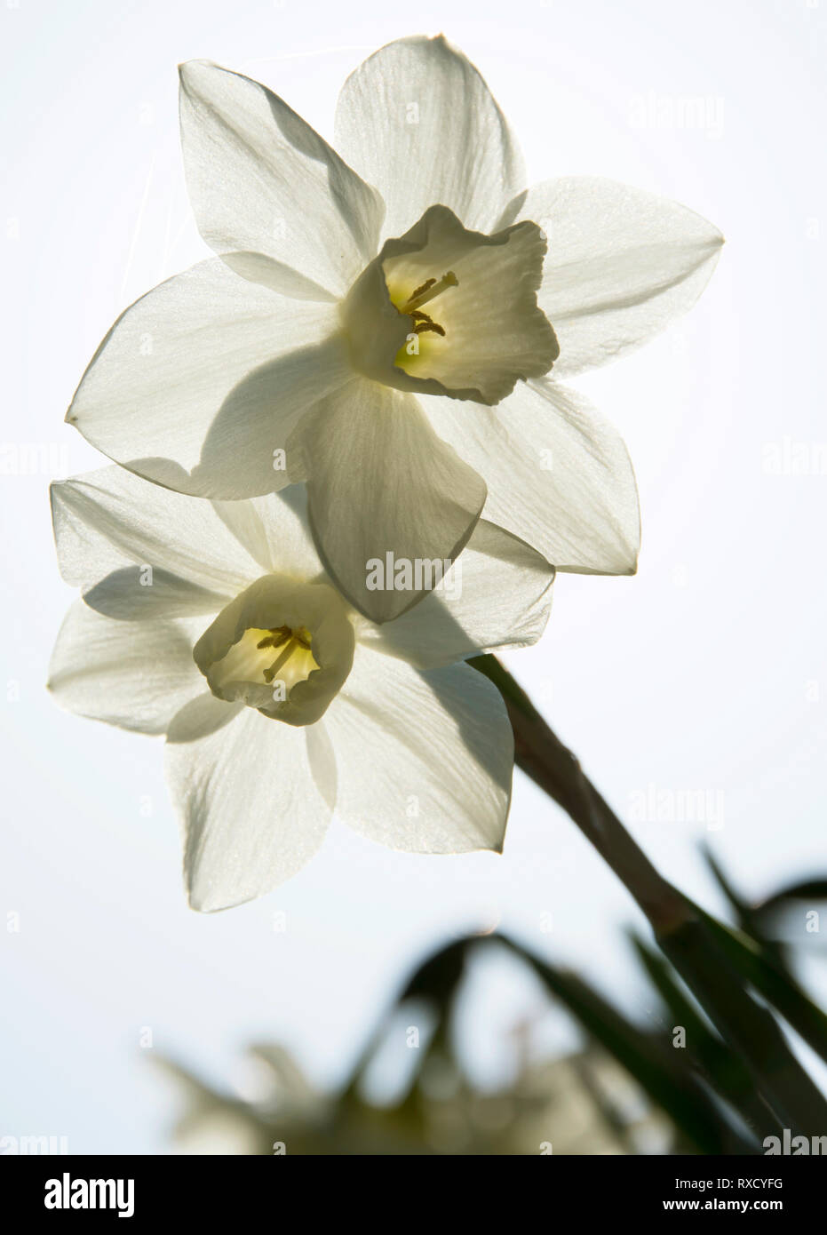 Narcissus 'Pueblo'  backlit Stock Photo
