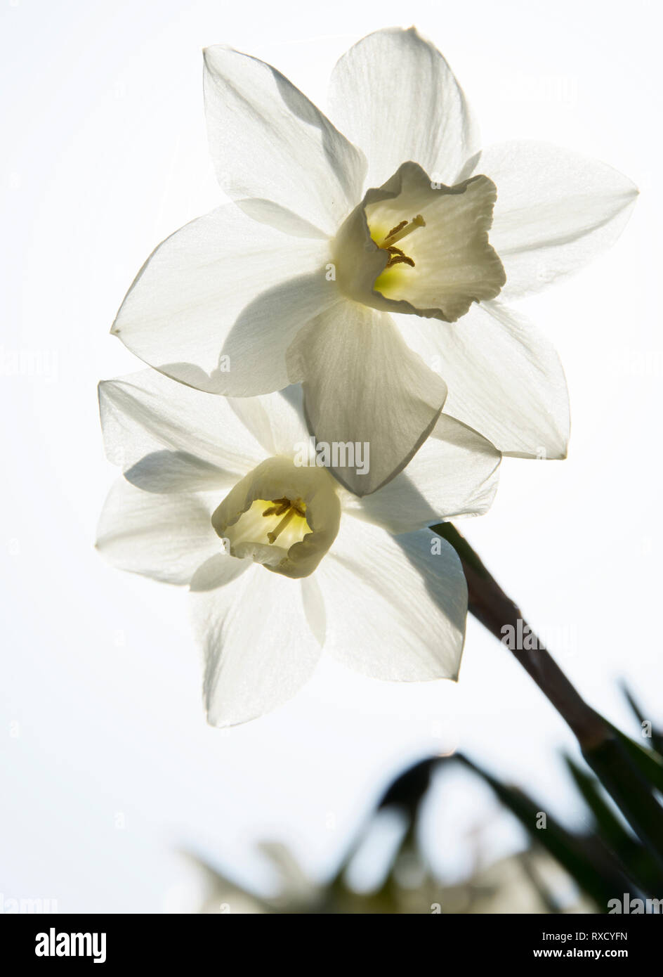 Narcissus 'Pueblo'  backlit, a hybrid jonquil with  subtle lemon yellow cup Stock Photo