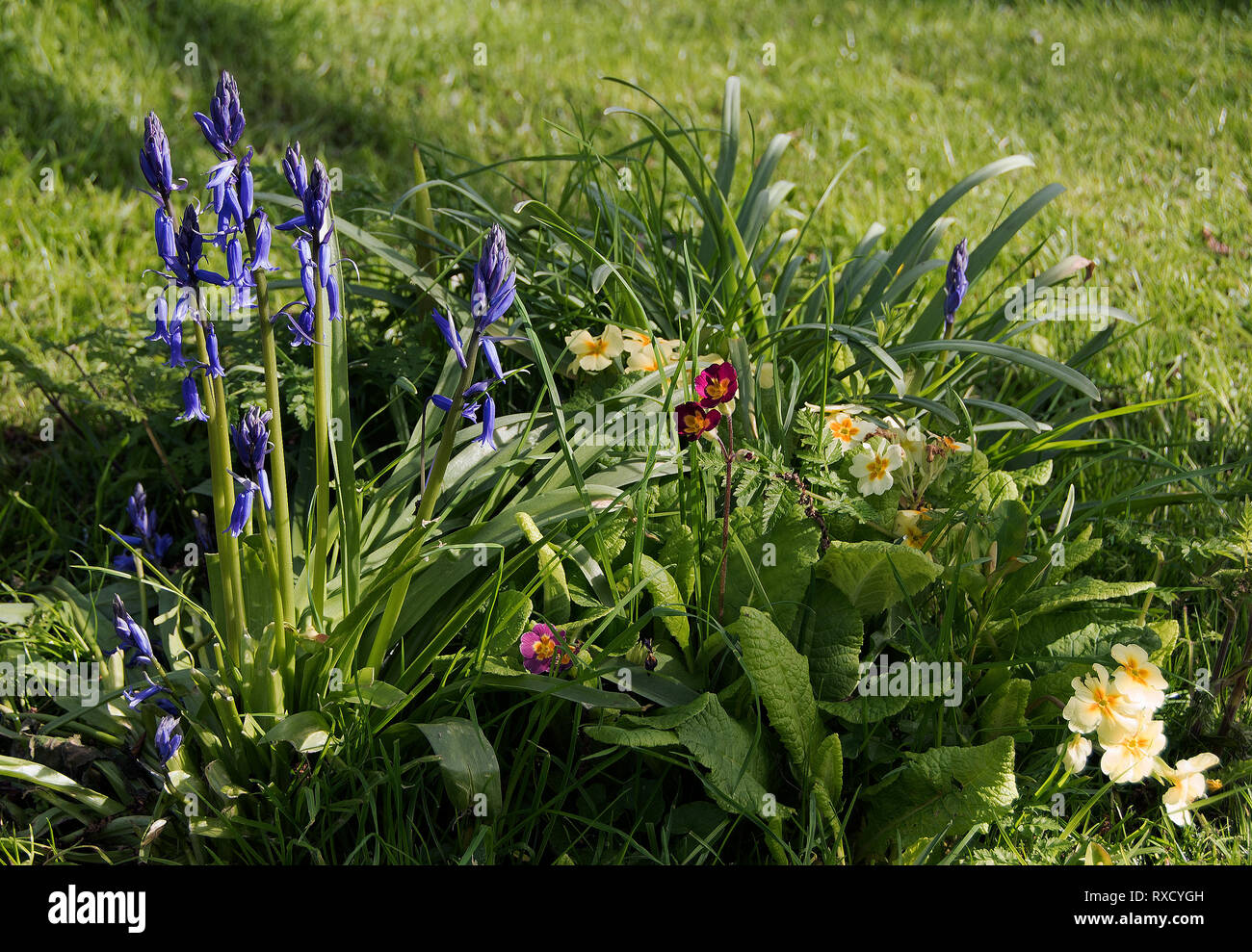 Bluebells,Hyacinthoides non-scripta and red and yellow primroses primula veris in an orchard garden Stock Photo