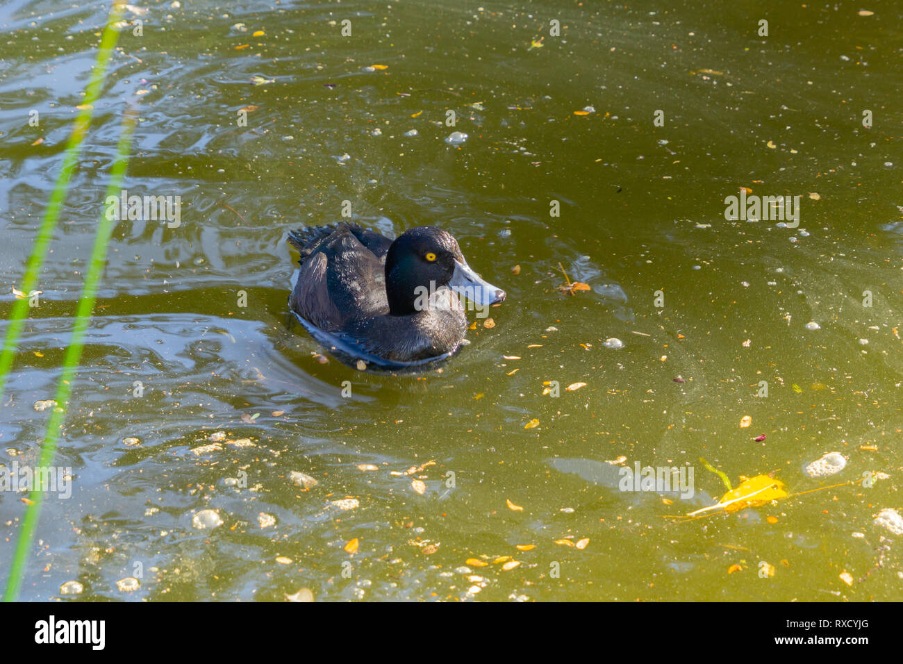 New Zealand scaup or black teal  a small diving endemic duck Stock Photo