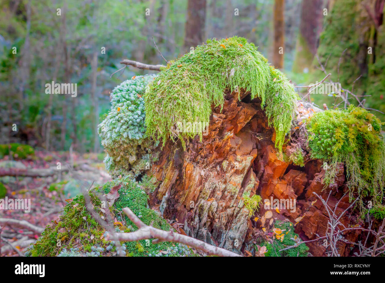 Range of mosses growing on old tree stump in New Zealand rain forest off-track in Keplar Track in South Island New Zealand Stock Photo