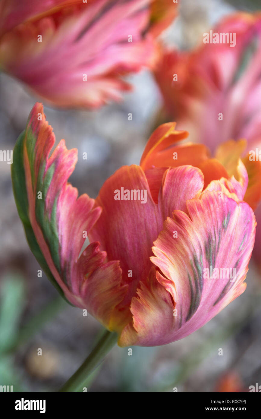 An unfolding parrot tulip reveals a cup of many colours Stock Photo