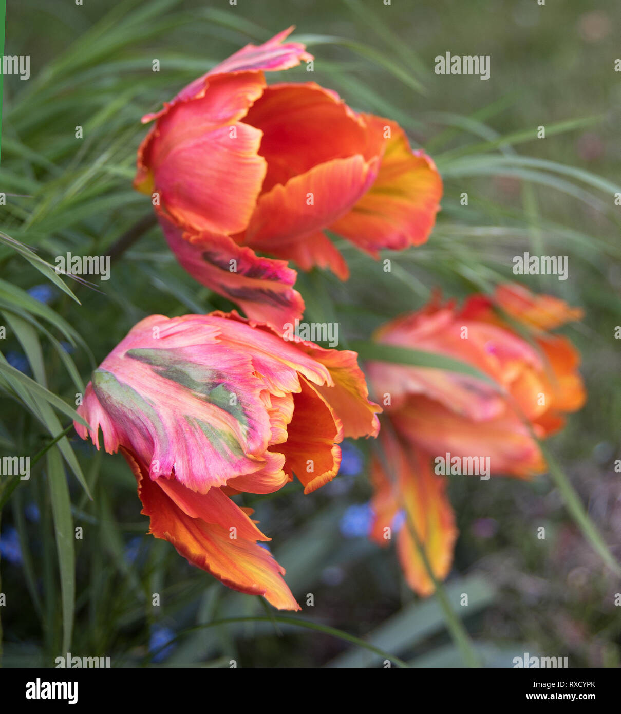 Soft strands of grass and forget-me-nots set off the rainbow colours of three parrot tulips Stock Photo