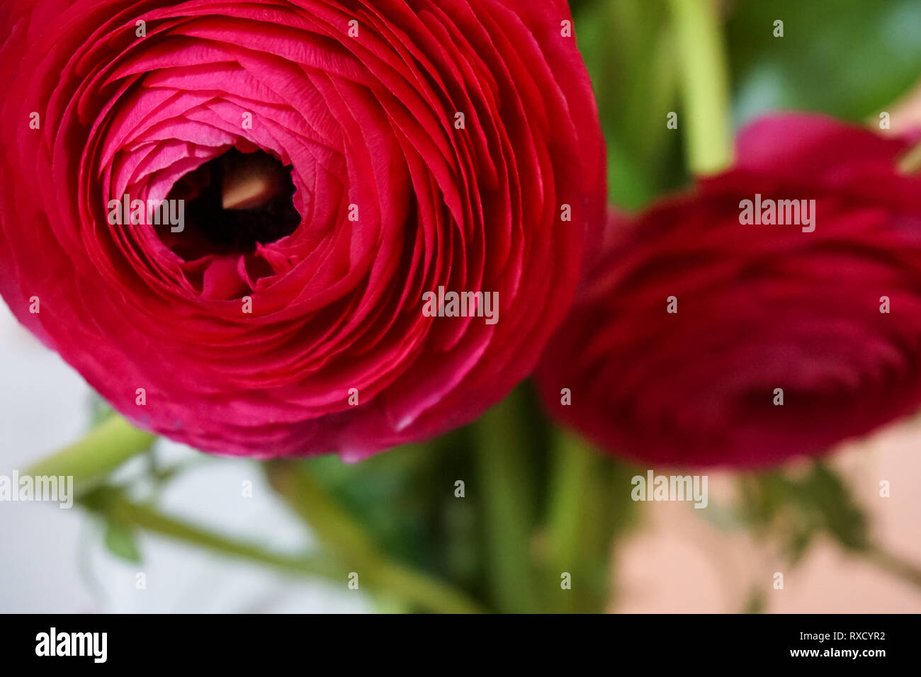 Ranunculus Purple (Persian Buttercup) blossom Stock Photo Alamy