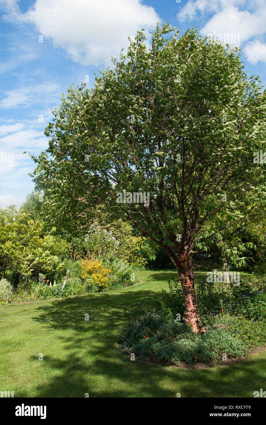 Prunus serrula var. tibetica a feature cherry tree in a private garden in Lincolnshire open for charity Stock Photo