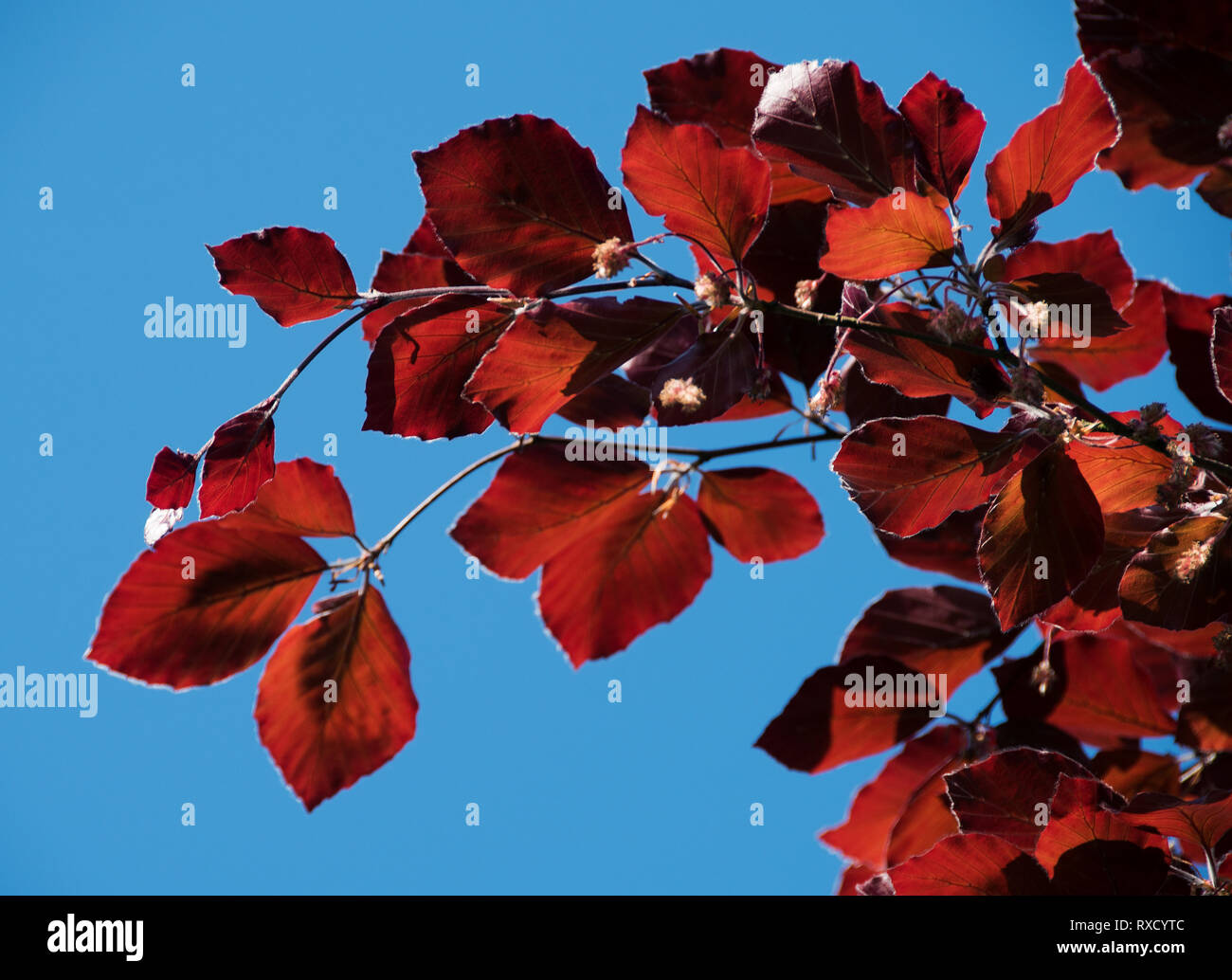 Non descript small red flowers hi-res stock photography and images - Alamy