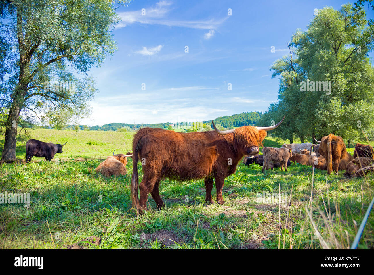 scottish highland cow on a meadow in switzerland Stock Photo - Alamy