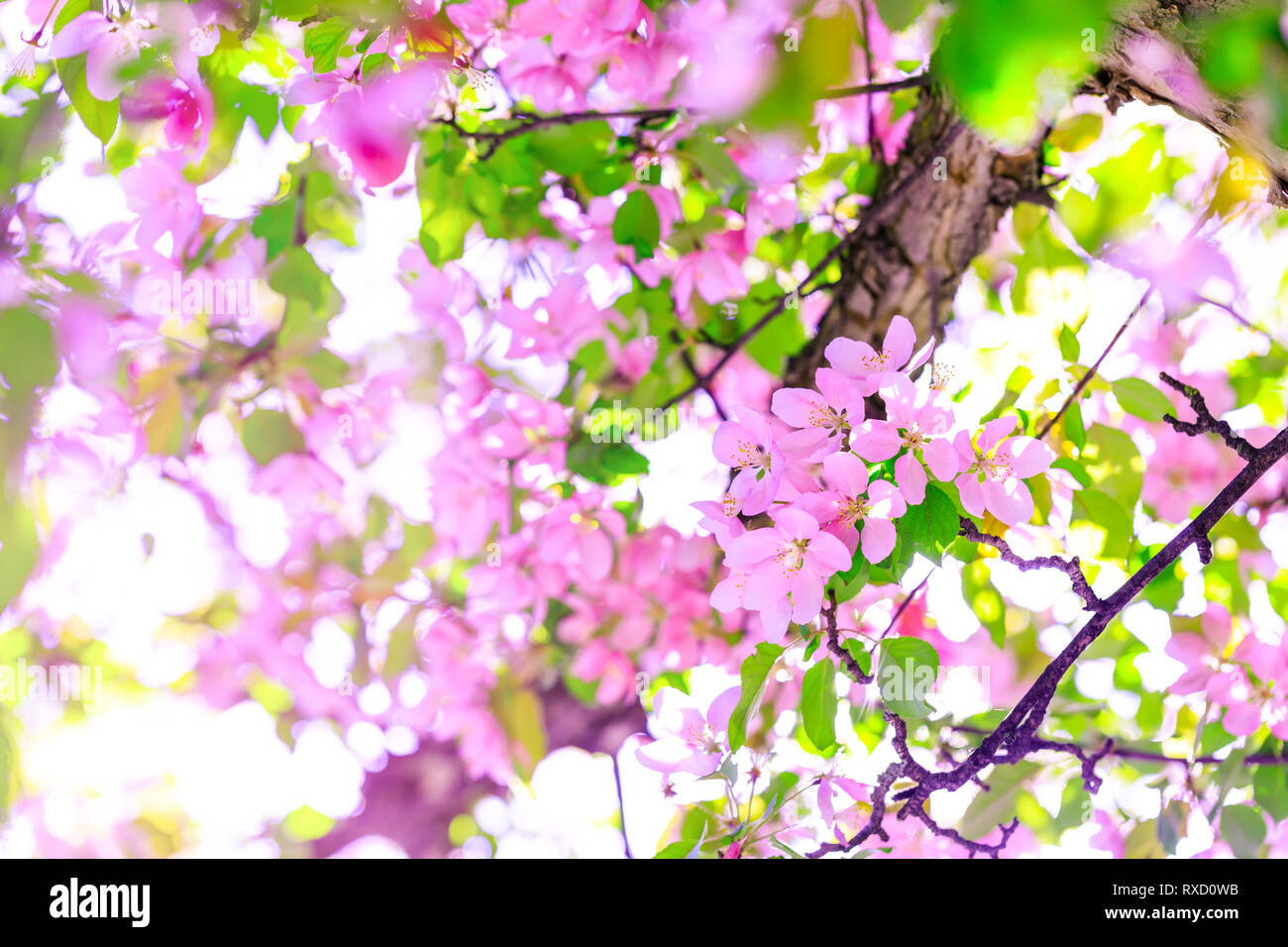 Beautiful branch of apple blossoms in amazing sunny day. Beautiful pink flowers as background for easter hollyday. Pink cherry blossom on the tree dur Stock Photo