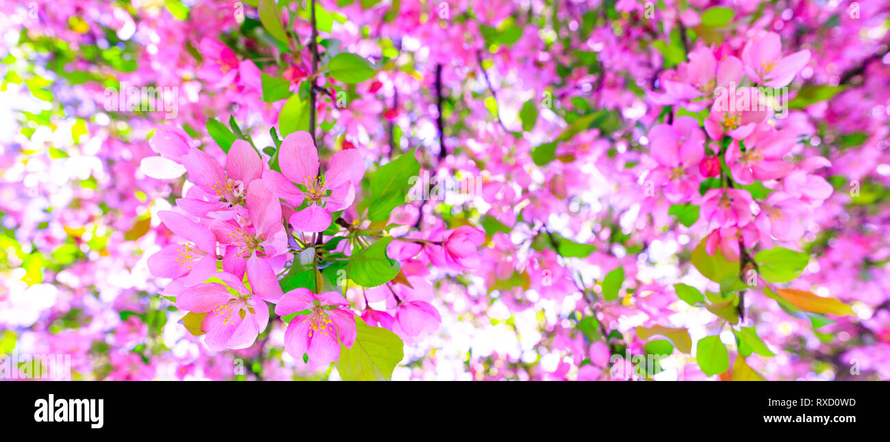Gorgeous pink flowers as background for easter hollyday. Amazing pink cherry blossom on the tree during spring time. Branch of apple blossoms in stunn Stock Photo