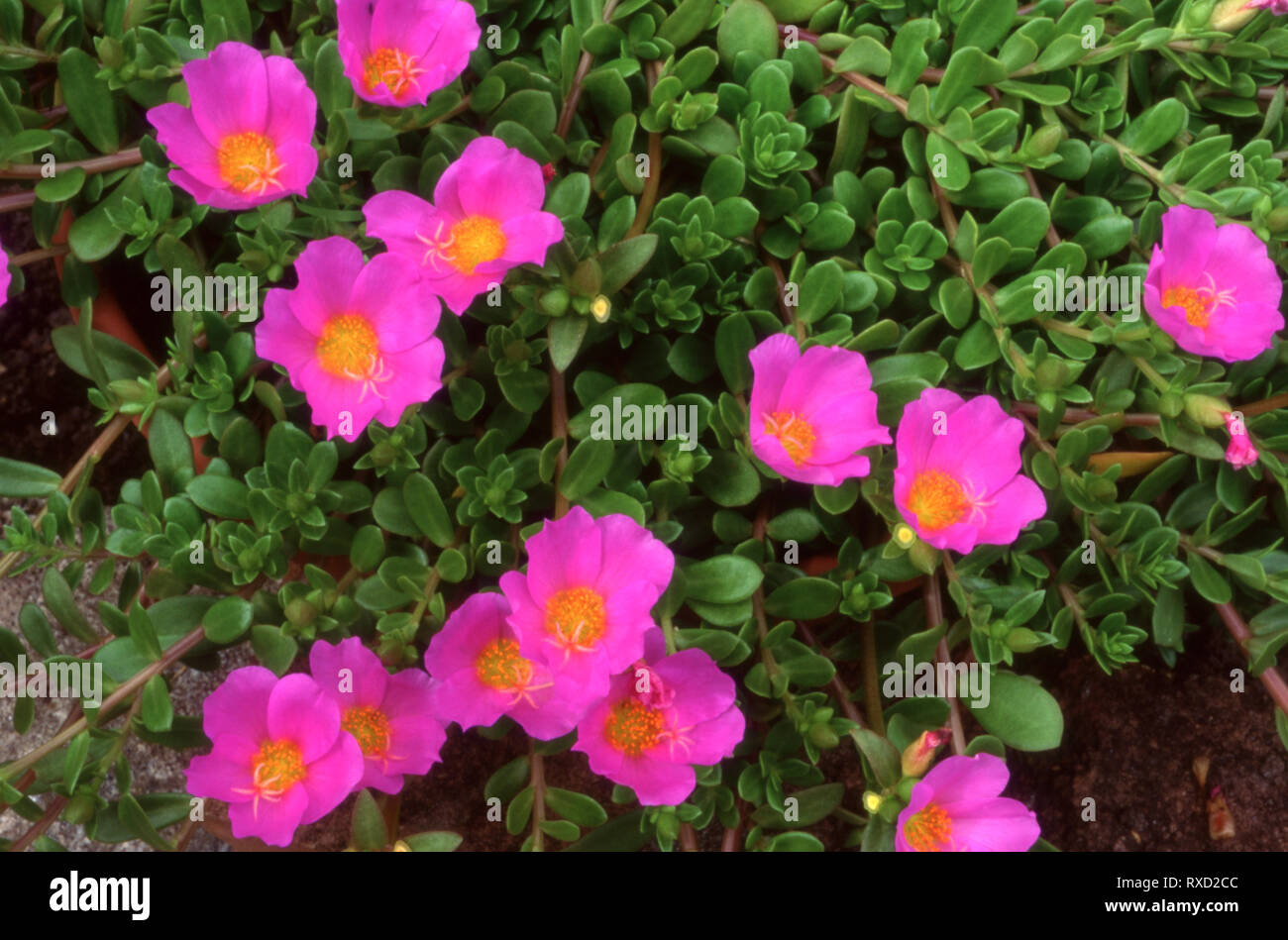 Vietnam Rose High Resolution Stock Photography And Images Alamy