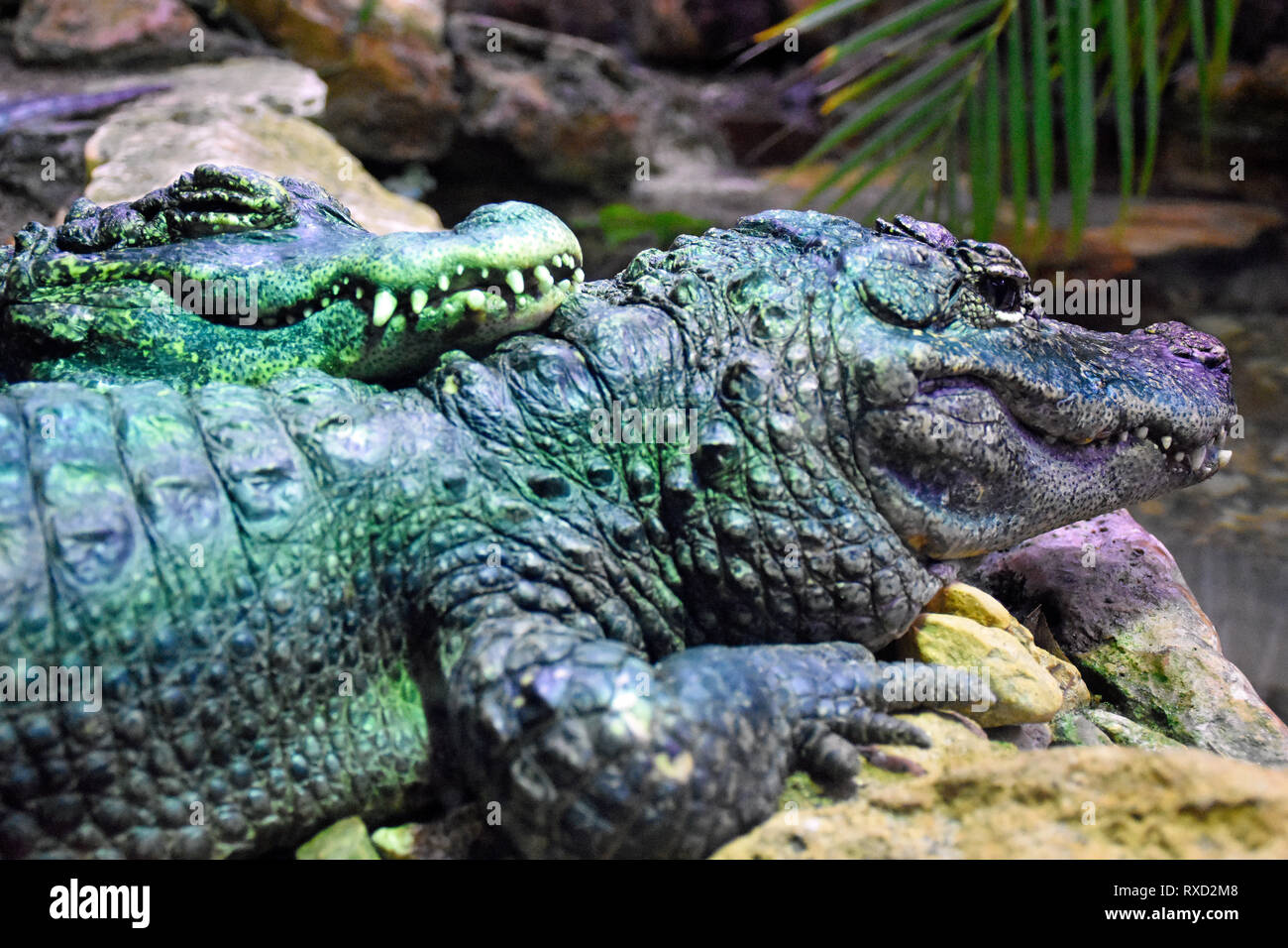 Chinese Alligator Stock Photo