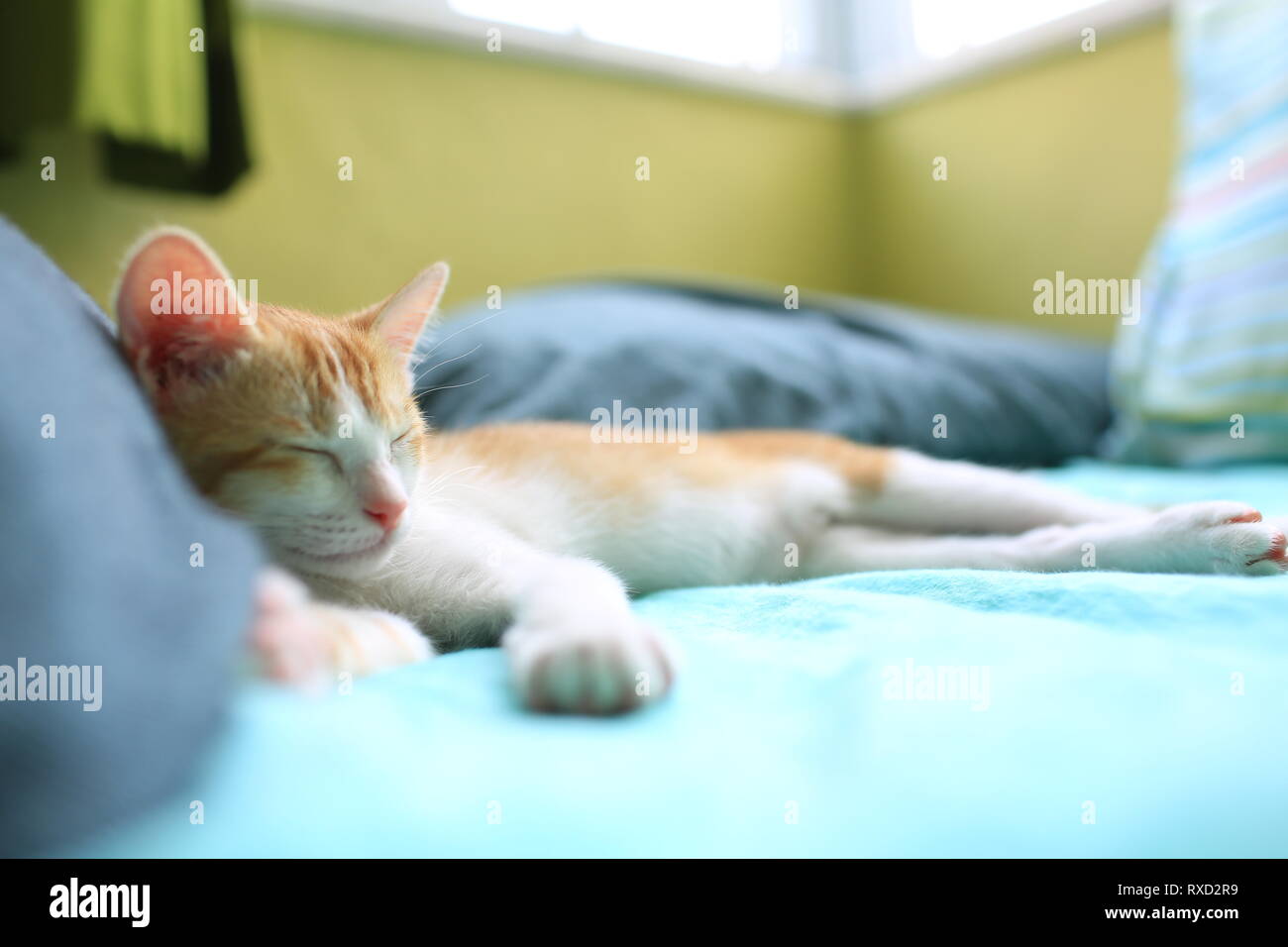small cat sleeping, catnap Stock Photo - Alamy