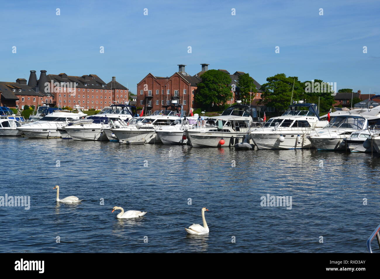 Swans in front of the yachts moored on Oulton Broad, Suffolk, UK Stock Photo
