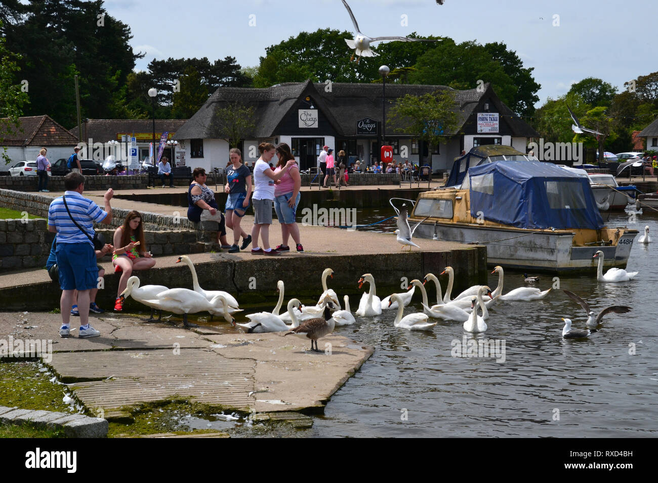 People feeding the swans and ducks outside The Quays Cafe on the bank of Oulton Broad, Suffolk, UK Stock Photo