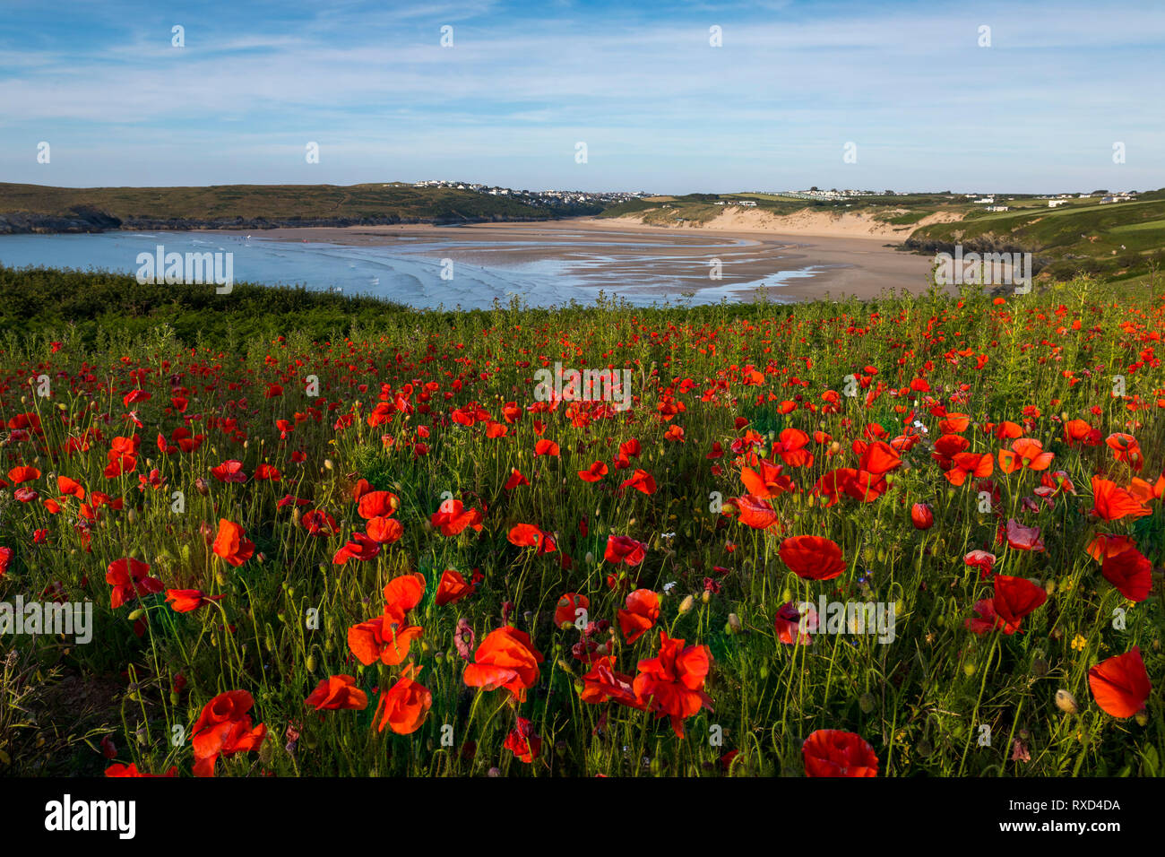 Poppies; West Pentire; Cornwall; UK Stock Photo