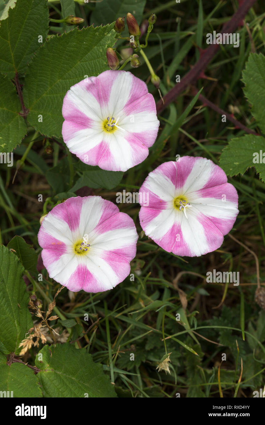 Field Bindweed; Convolvulus arvensis; Flowers; Cornwall; UK Stock Photo