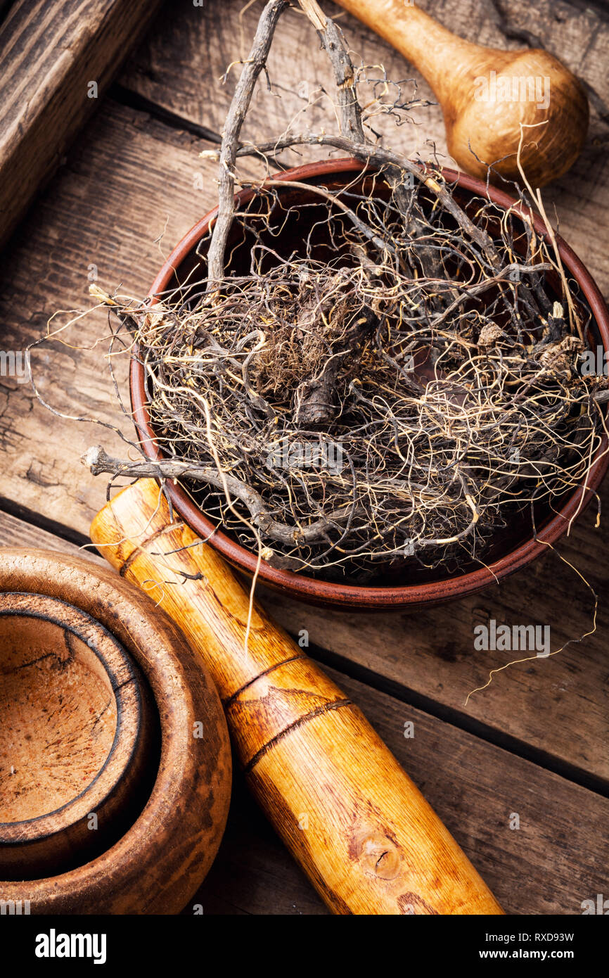 Maral root, medicinal plant of Siberian medicine.Dry roots Stock Photo