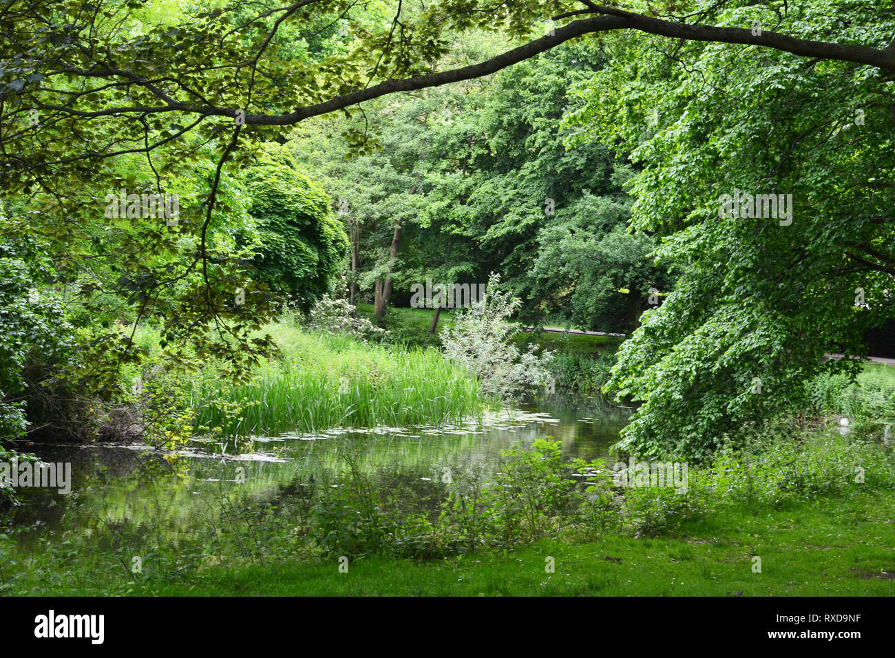 The River Colne running through Colchester Castle Park and Gardens