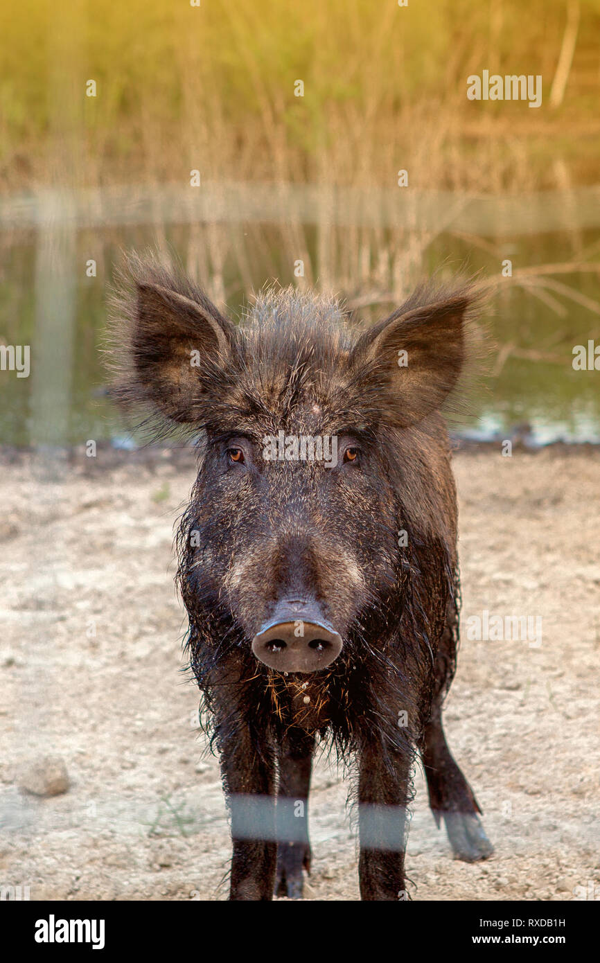 Wild boar in a cage behind a lattice. A wild pig in the forest. Animals