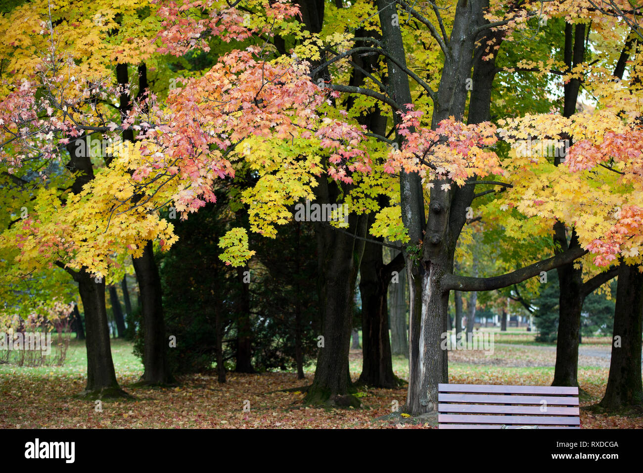 beautiful autumn trees in the park Stock Photo - Alamy