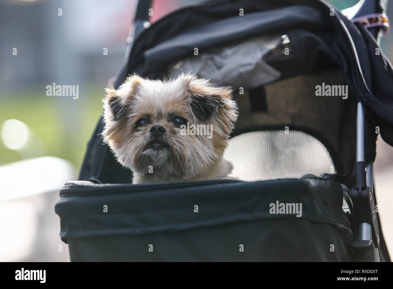 Birmingham, UK. 9th March, 2019. Dogs arrive with their owners on day three of Crufts, the world's largest dog show, at the NEC Birmingham. Minnie the Shipom arrives in her own pram. Peter Lopeman/Alamy Live News Stock Photo