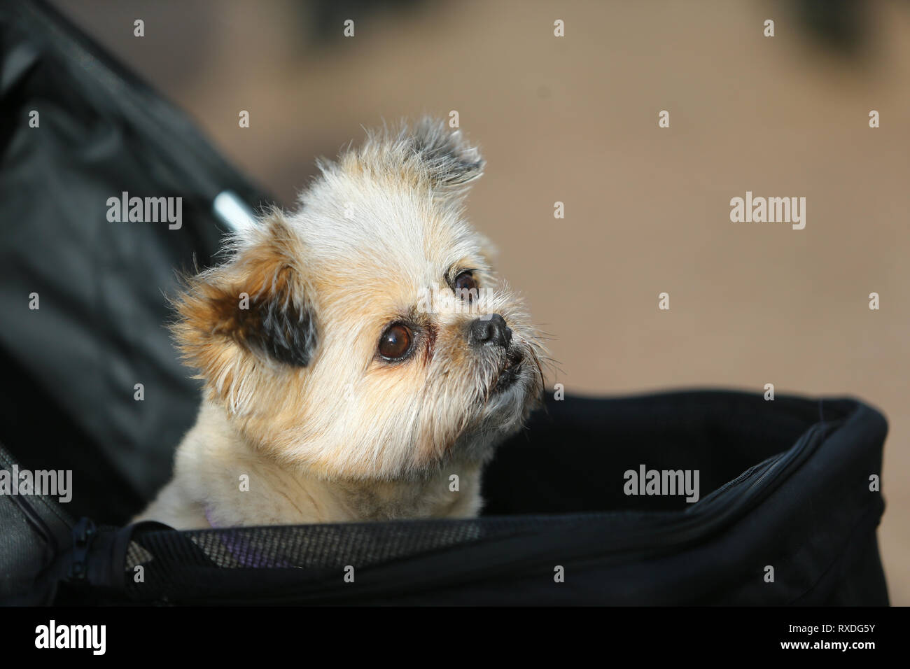 what day is terrier day at crufts 2019