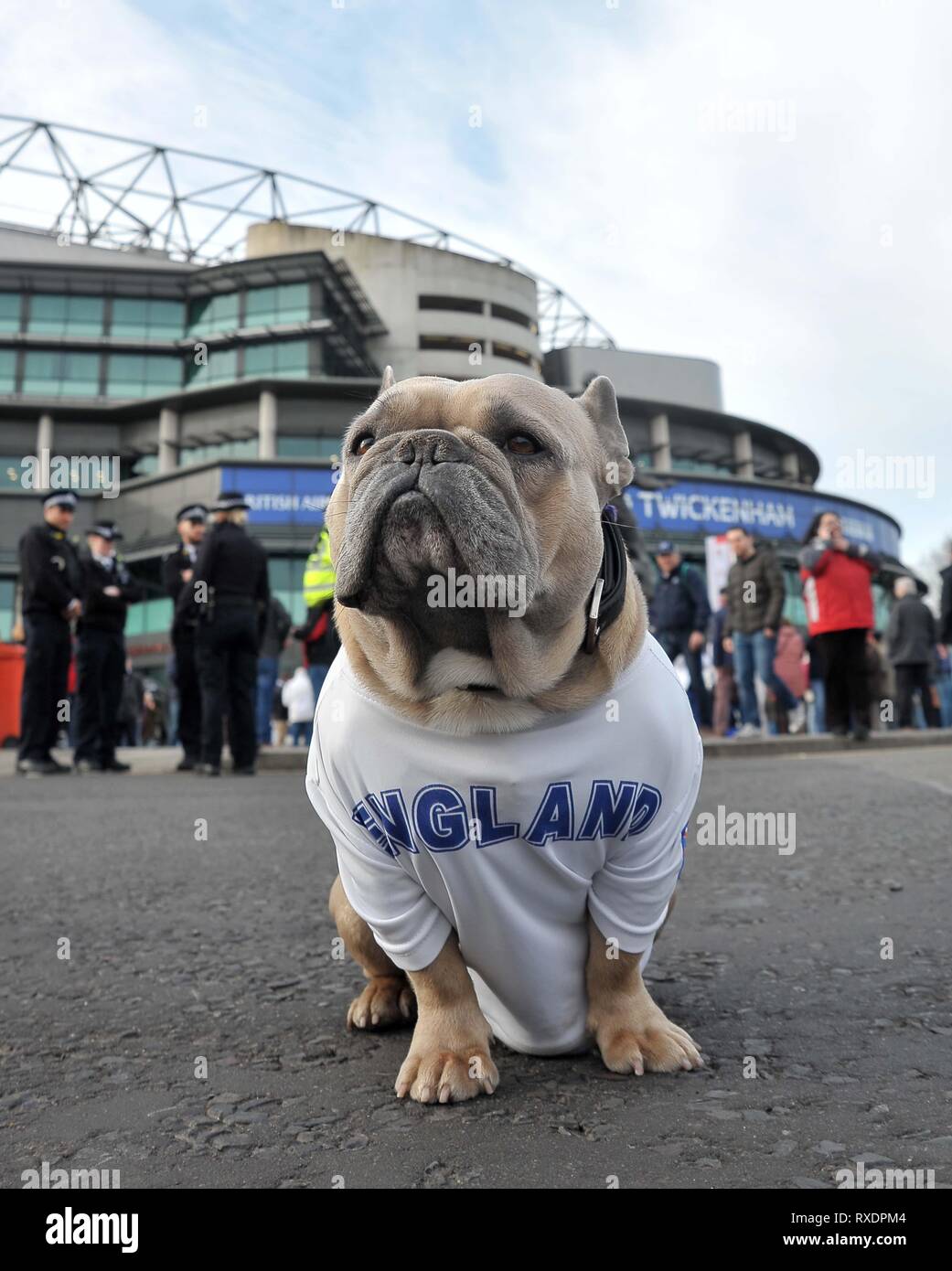 dog england rugby shirt