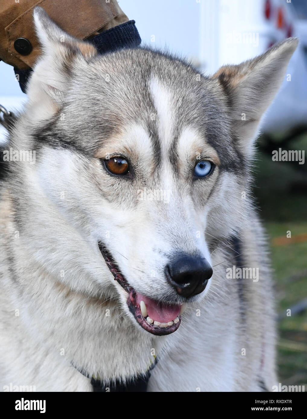 Dog Odd Eyes One Brown Hi Res Stock Photography And Images Alamy