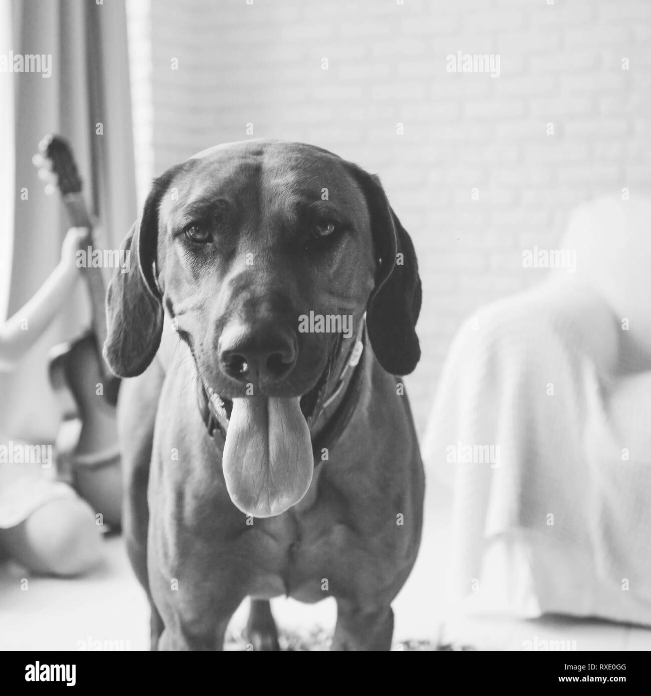 Are Rhodesian Ridgebacks Good For Apartments