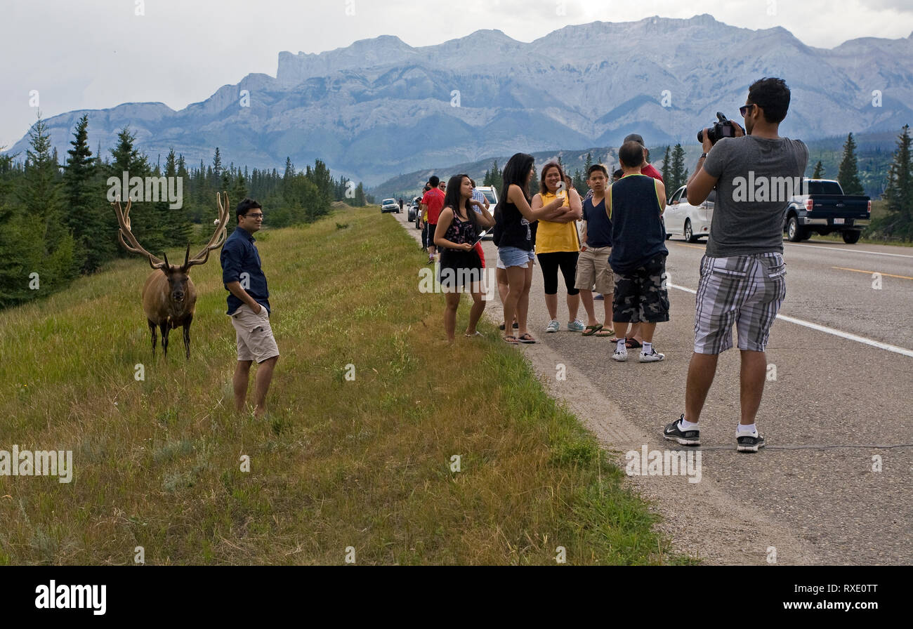 Tourists take photographers beside wild Elk on the side of a highway in Jasper National Park, Alberta, Canada Stock Photo