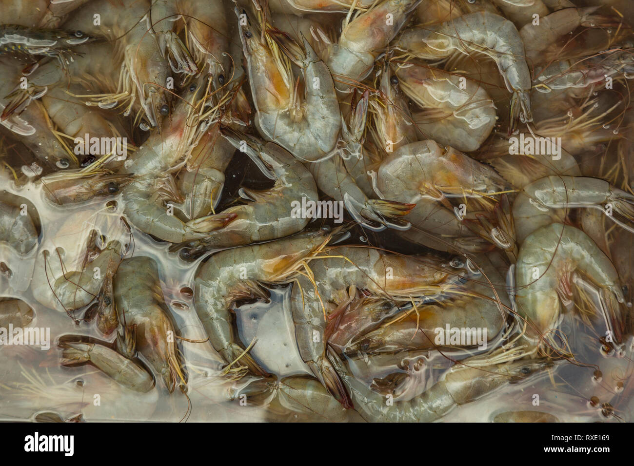 Fresh catch of crabs Stock Photo