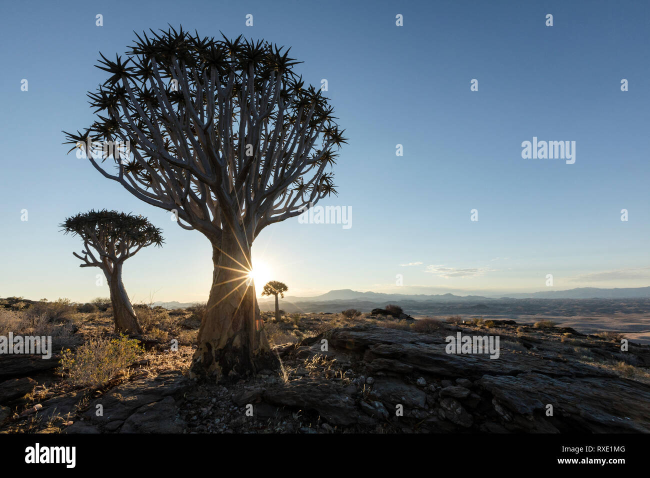 A Quiver tree or Kokerboom on a hill in Namibia. Stock Photo