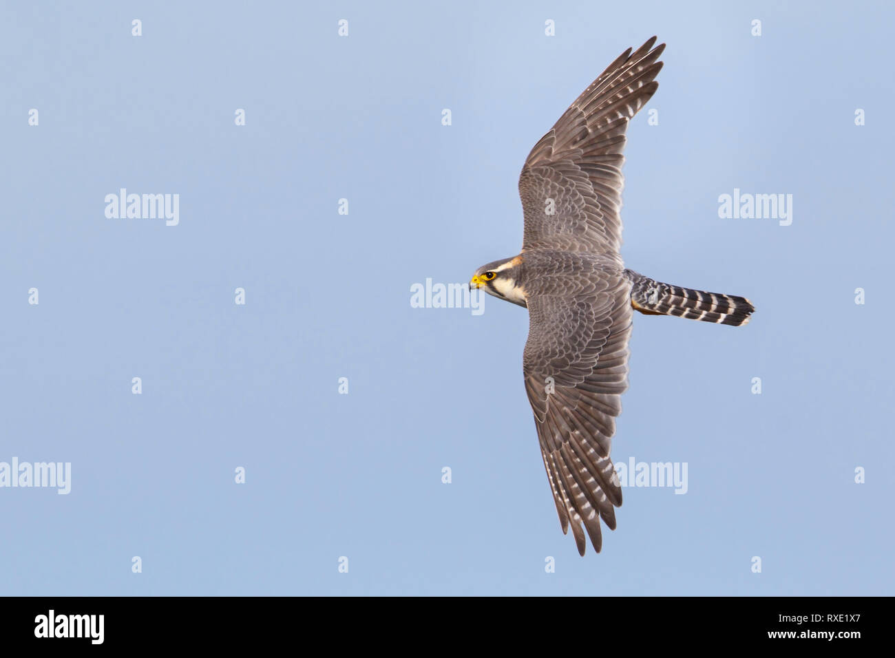 Aplomado Falcon (Falco femoralis) flying inPatagonia, Chile. Stock Photo